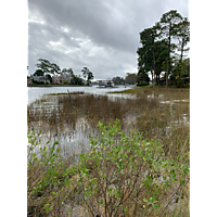 King tide Virginia Beach image